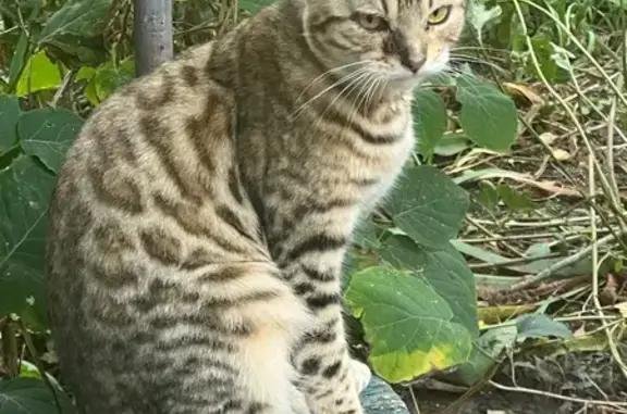 Знайдено кішку Житомир, фото: Знайдена кішка, самець, Польова площа, Житомир — породиста
