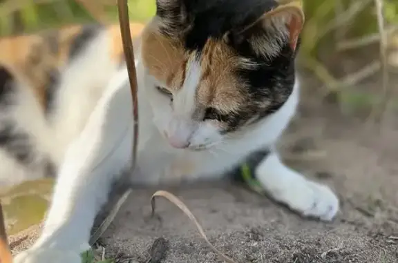 Tortoise shell, shy of people, small build. No collar or tag. 