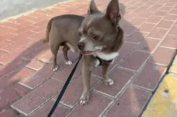 Encontrado un macho, un chihuahua, muy amigable. Hemos ido a la clínica veterinaria, pero no han podido leer los datos del chip porque está registrado en Baleares.