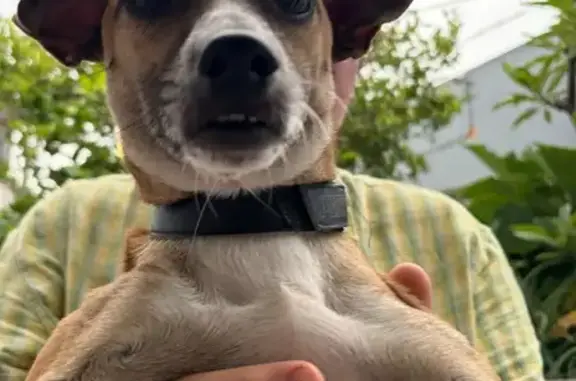 Perro encontrado Zapopan, foto: Perro encontrado, Avenida Periférico Poniente Manuel Gómez Morin, 98, Guadalajara, Zapopan — collar negro