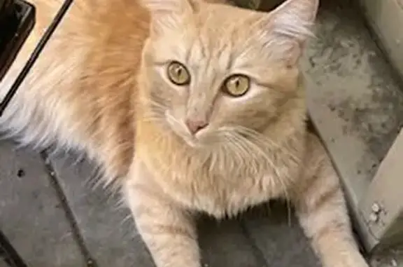 Missing cat Sacramento, photo: Lost cat, G Street, 1051, Sacramento — friendly male orange tabby
