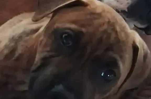 Lost dog, Nagle Place, Glenorchy City, Sydney — 10-week-old male brindle - photo