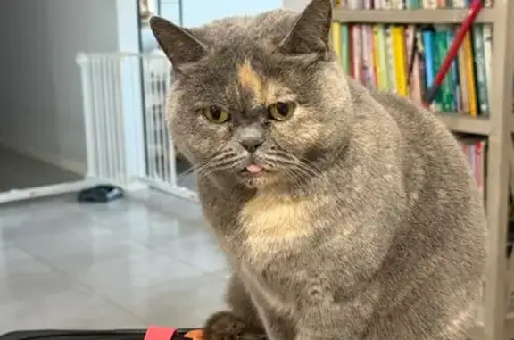 Lost cat, Powell Place, Cardinia, Pakenham — female with cream markings on her face - photo