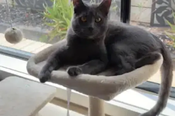 Missing cat Angle Vale, photo: Lost cat, Birmingham Drive, 23, Playford, Angle Vale — male grey cat with a blue collar