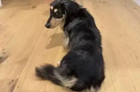 Missing dog Male, Sydney (al497391) - photo