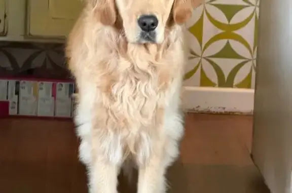 Lost pets Strathfield, photo: Lost dog, Mayo Street, 12, Brimbank, Strathfield — female golden retriever
