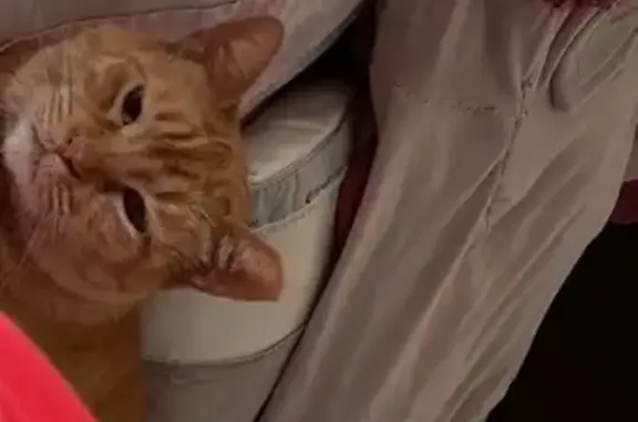 Missing cat Bakersfield, photo: Lost cat, Charlotte Street, 3400, Bakersfield — female with a blue collar