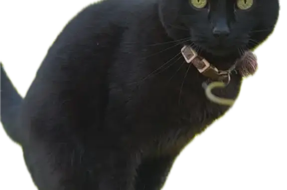 Lost female cat, The 106 Trail, Fishers — black coat and greenish-yellow eyes - photo