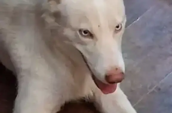Lost dog, Upper Gulch Road, 862, Jerome — female, 3-year-old creamy white husky - photo