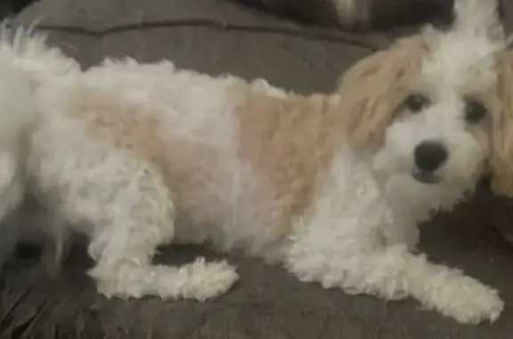 Lost female dog, Ferguson Road, 128, Manchester — white with tan spots - photo