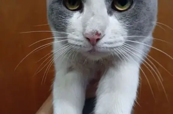 Gato encontrado, Avenida Nezah...