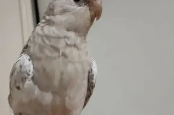 Lost bird, Taminga Circuit, City of Moreton Bay, Brisbane — white and light grey cockatiel - photo