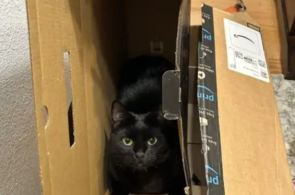 Lost cat, East Maryland Avenue, 1115, Sherwood, Sherwood — female with yellow eyes and a loud meow - photo