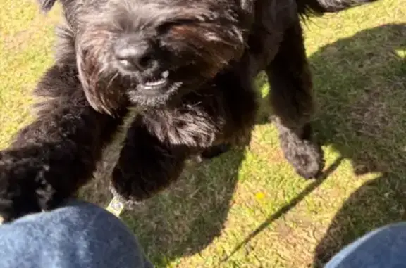 Lost dog, female, Thirlmere Way, 97, Wollondilly, Tahmoor — small black cavatzu - photo