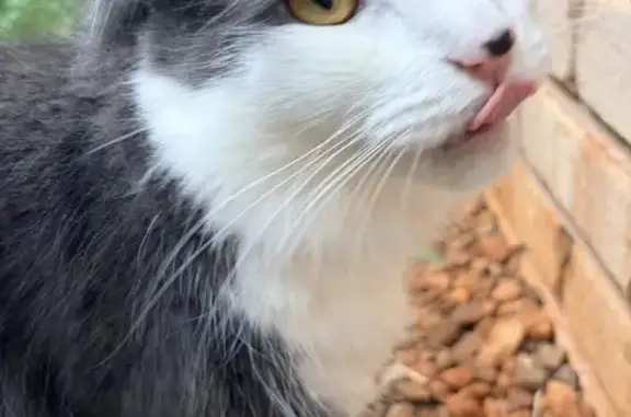 Lost cat, Redland, Strathfield — grey back, white chest and orange eyes - photo