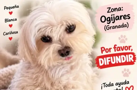 Perro perdido, Urbanización El Carmelo, 78, Ogíjares, Granada — sin collar - photo