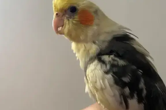 Lost male bird, Ardrossan Road, 34, City of Moreton Bay, Caboolture — yellow, white and grey - photo