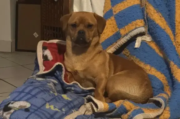 Found dog Johannesburg, photo: Found dog, Germiston, Gauteng, Johannesburg — male, calm and well behaved