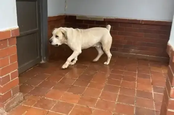Rover is a tan coloured dog, he didn’t have a collar on at the time of his escape. He randomly ran out of the gate when I was receiving a delivery.