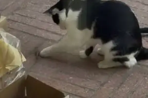 Gato perdido, Avenida de San Juan Bosco, 34, Zaragoza, Delicias — mancha negra en la barbilla - photo