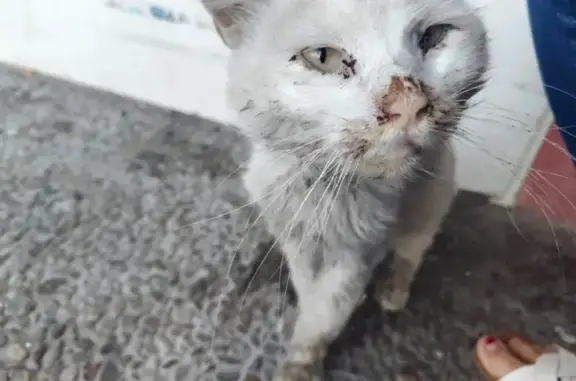Gato perdido, hembra, Sevilla, Andalucía, Madrid - photo