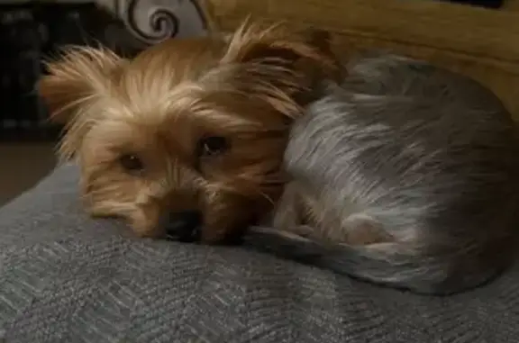Lost dog, Richland Avenue, 2509, Farmers Branch — tiny female Yorkie - photo