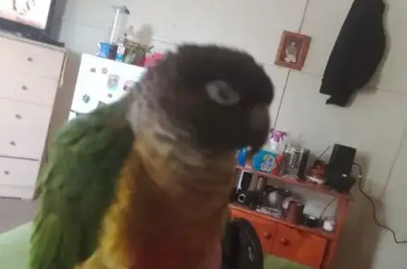 Lost bird, Gaffney Street, 31, Brisbane, Corinda — female, green with a red tail - photo
