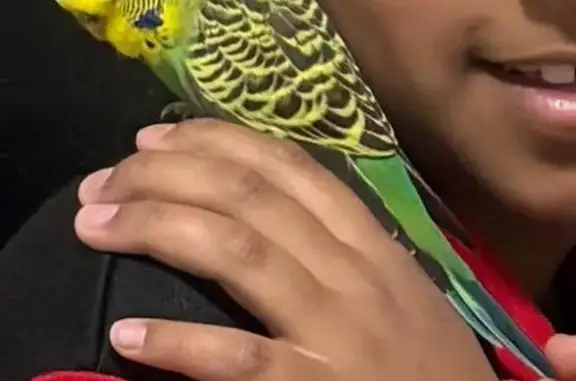 Lost bird, Blenheim Avenue, Sydney, Quakers Hill — yellow and green budgie - photo