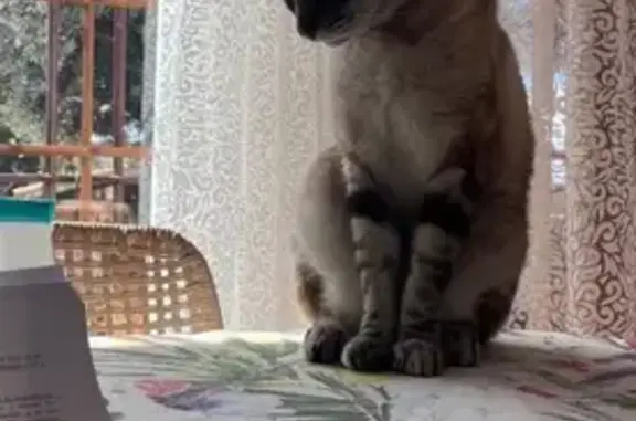 Gato perdido, Calle Baden Powell, 14, Lepe, Sevilla — gris atigrado y grande - photo