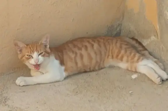 Gato encontrado, Calle Molino, Águilas, Aguilas — macho joven, atigrado naranja y blanco - photo