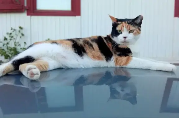 Gato perdido, Calle del Molino, Buenas Noches, Estepona — hembra tricolor con la oreja izquierda cortada - photo