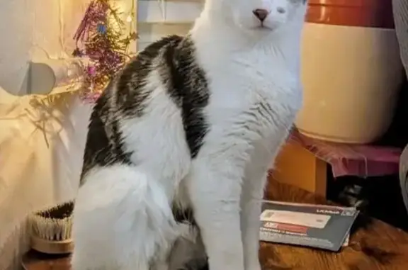 Lost male cat, St John's Road, 115, Greater London, Walthamstow – white with dark tabby markings - photo