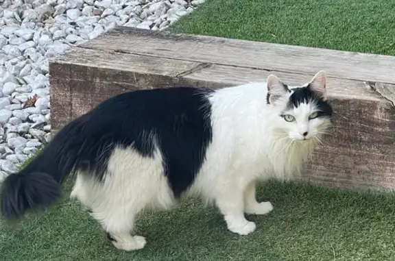 Gato perdido, hembra, Carrer 143, 5, La Canyada, Manises — ojos verdes - photo