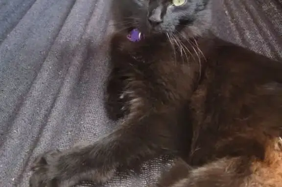 Gato perdido, Rua do Pecuarista, 8 — fêmea, filhote com mancha branca - photo