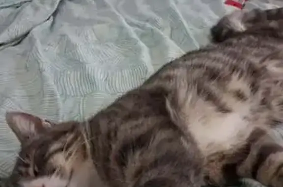 Missing cat Sydney, photo: Lost male cat, Maitland, New South Wales, Sydney — missing since around midday