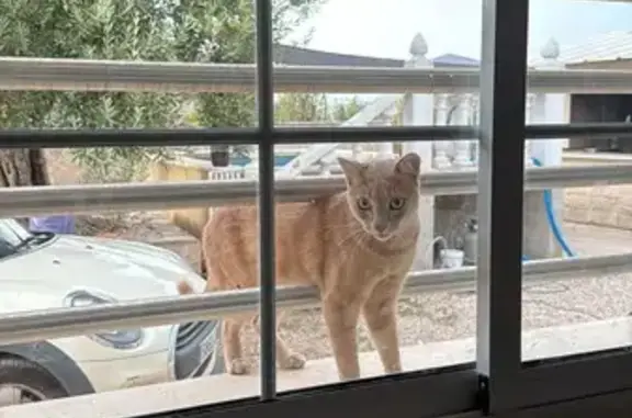 Gato encontrado Valencia, foto: Gato encontrado, Crevillente, Comunidad Valenciana, Valencia — es cariñoso y sociable