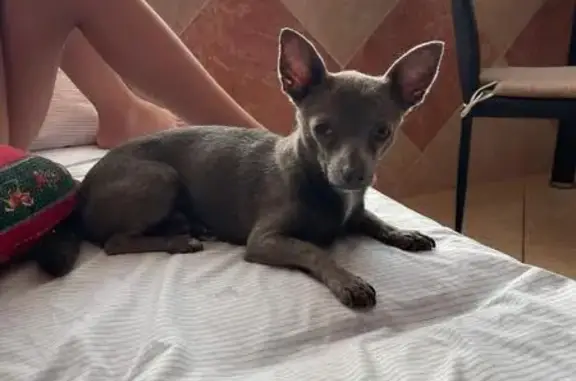Perro perdido, Alicante, Comunidad Valenciana, El Campello — chihuahua con mancha blanca en el pecho - photo