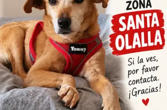 Perdido perro hembra, Calle Enredo, 8, Santa Olalla, Talavera de la Reina — cara blanca de viejita - photo