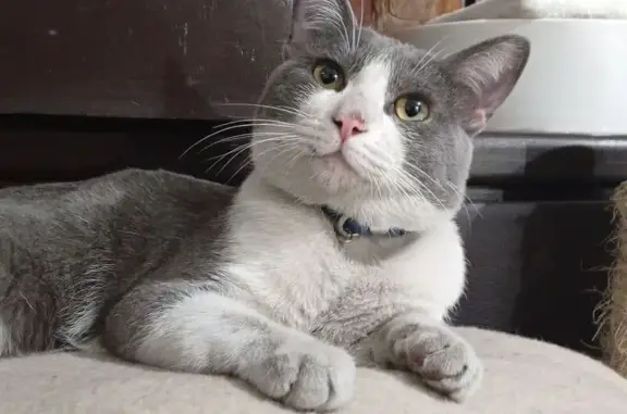 Búsqueda de mascotas, foto: Gato encontrado, Avenida Nezahualcóyotl, 258, Ciudad Nezahualcóyotl — collar azul y costras cerca del ojo derecho