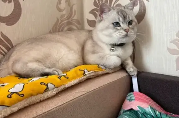 Зникла кішка, вулиця Олексія Панченка, 13/2, Черкаси — самець, світло-сірий кіт - photo