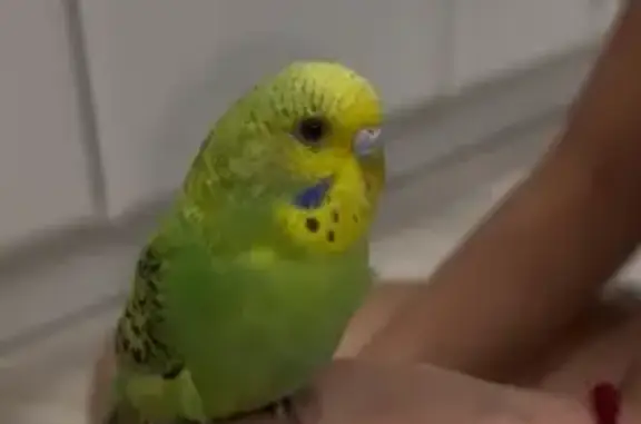 Lost bird, Melbourne (al497410) - photo