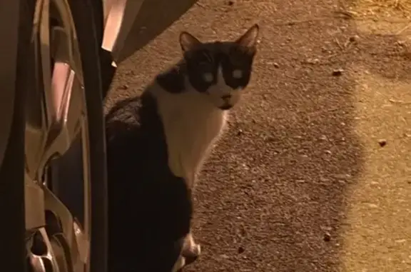Gato encontrado Leganes, foto: Gato encontrado, Calle del Priorato, 25, Leganés, Leganes — parece casero y mantiene la distancia