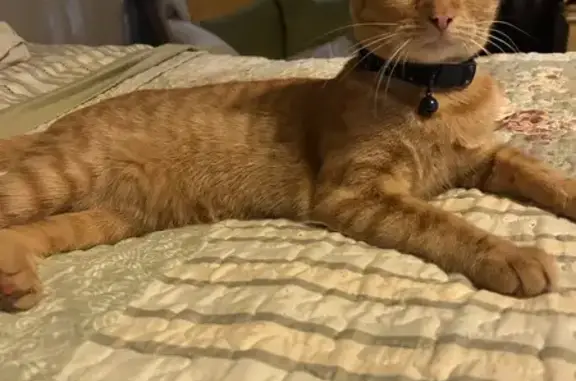 Lost cat, East South Street, 401, Lindale — light orange female cat - photo