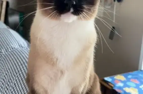 Lost male cat, Colonial Avenue, 98, Chicago — Siamese mix with white paws, damaged right eye - photo