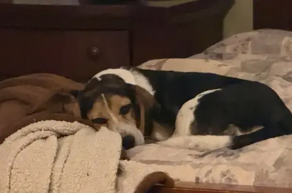 Lost dog, East Swon Avenue, 17, St. Louis — female Beagle, 23 lb - photo