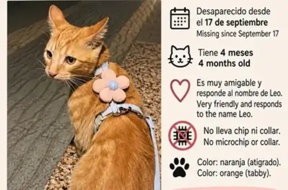 Gato perdido, macho, Avenida de los Ángeles, San Pedro Alcántara, San Pedro de Alcantara — 4 meses - photo