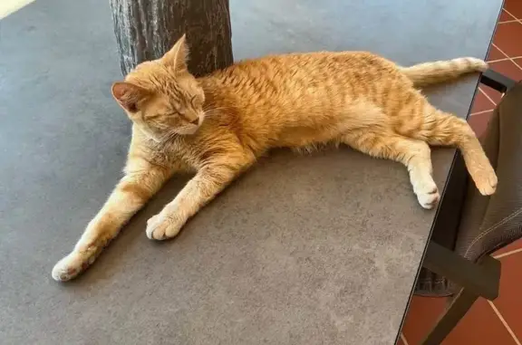 Found cat Sydney, photo: Found cat, President Avenue, Bayside Council, Sydney — friendly ginger cat with a pink collar