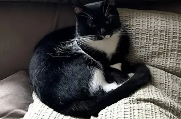 Lost cat, Warren Ball Avenue, 8, Kingsford — male with green eyes - photo