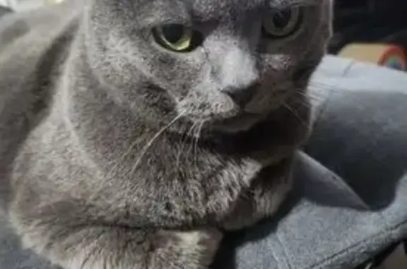 Lost cat, female, Ralph Court, Adelaide, Salisbury – 17-year-old grey Russian Blue - photo
