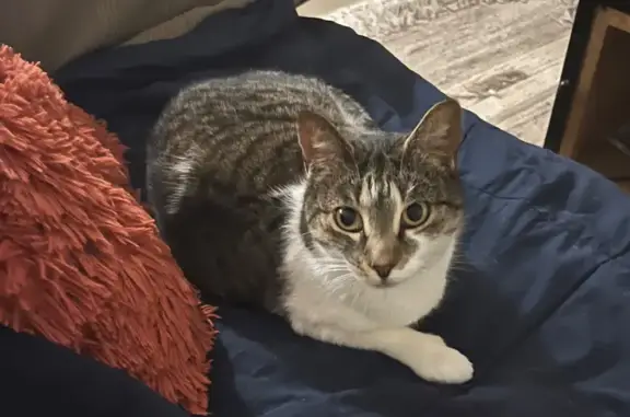 Lost female cat, Daintree Drive, 36, Gold Coast, Brisbane — timid tabby-and-white - photo